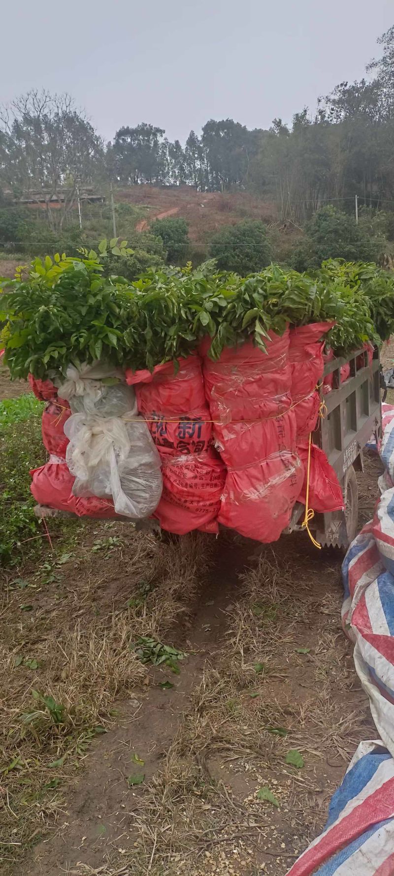 贵妃金蛋贵妃黄皮果黄皮果苗品种纯正基地直发