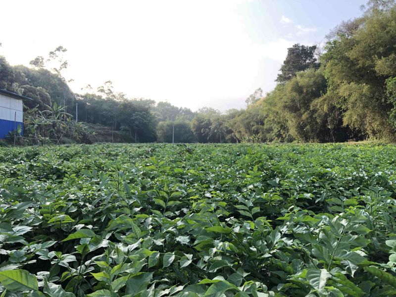 贵妃金蛋贵妃黄皮果黄皮果苗品种纯正基地直发