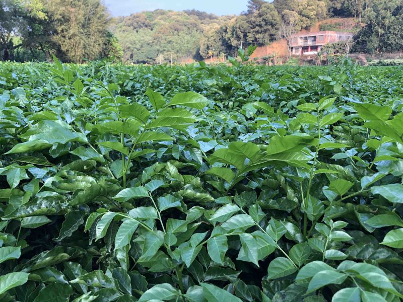 贵妃金蛋贵妃黄皮果黄皮果苗品种纯正基地直发