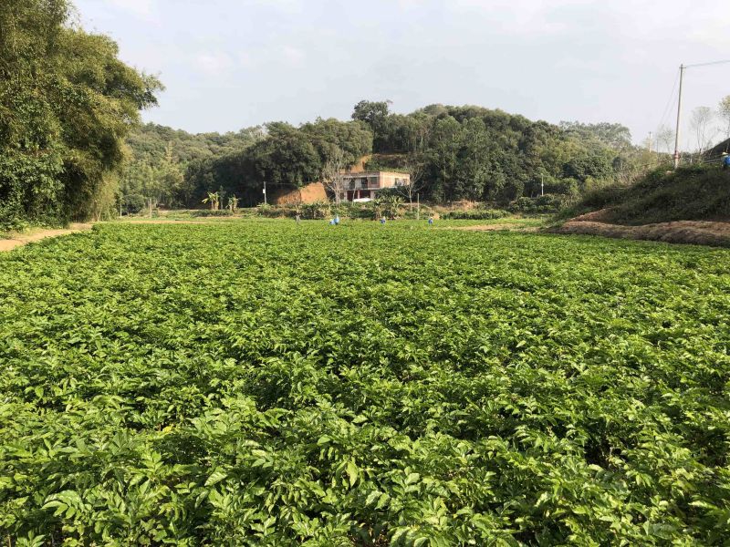 贵妃金蛋贵妃黄皮果黄皮果苗品种纯正基地直发