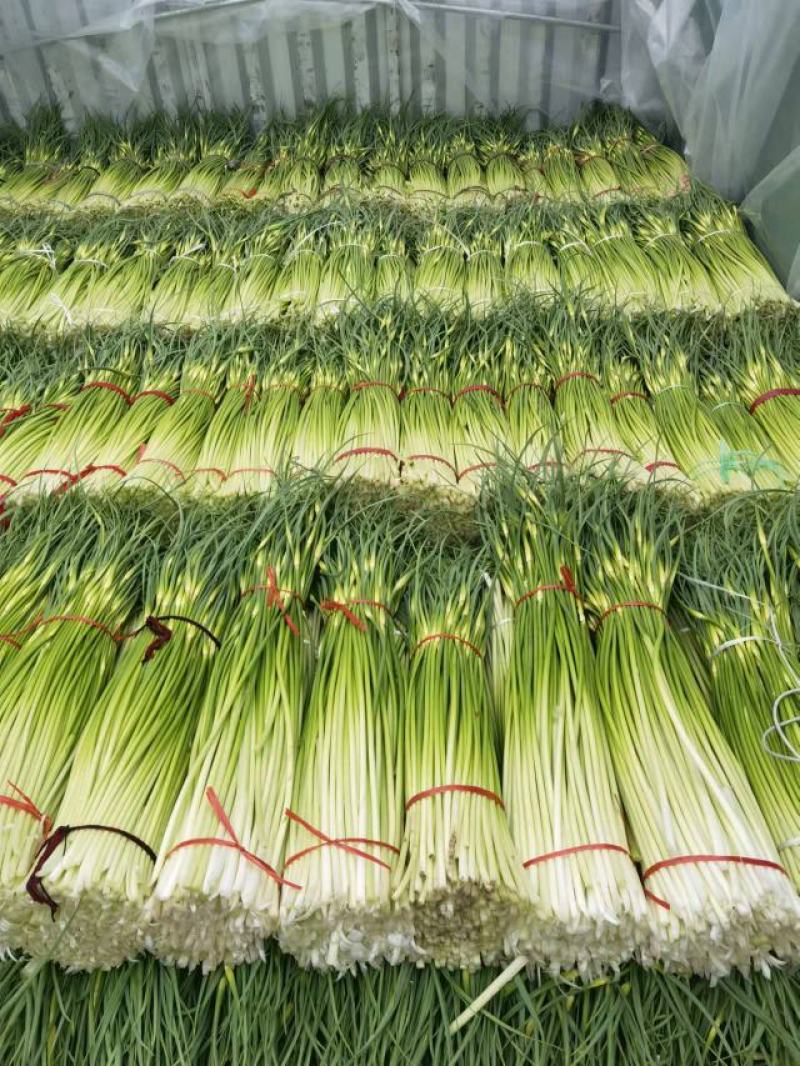 白帽蒜薹红帽蒜苔大量上市产地直供货源充足