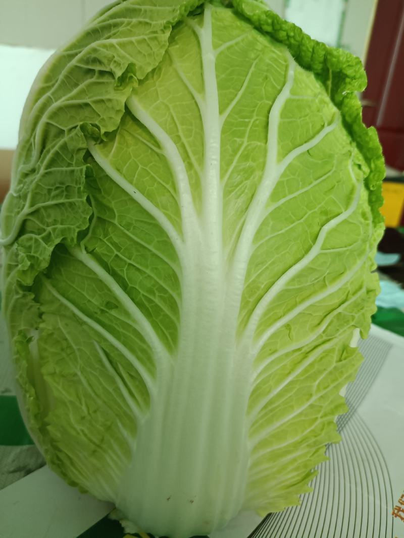 邯郸大白菜精品大白菜玲珑黄高品质可视频看货