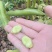 蚕豆