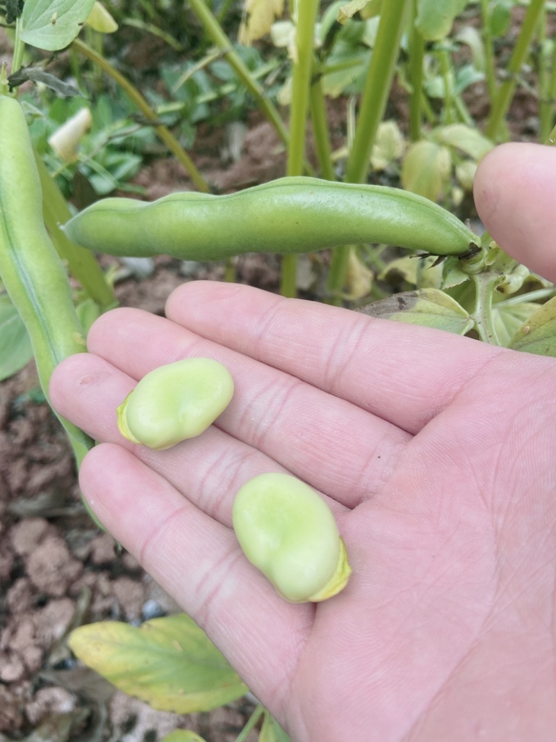蚕豆