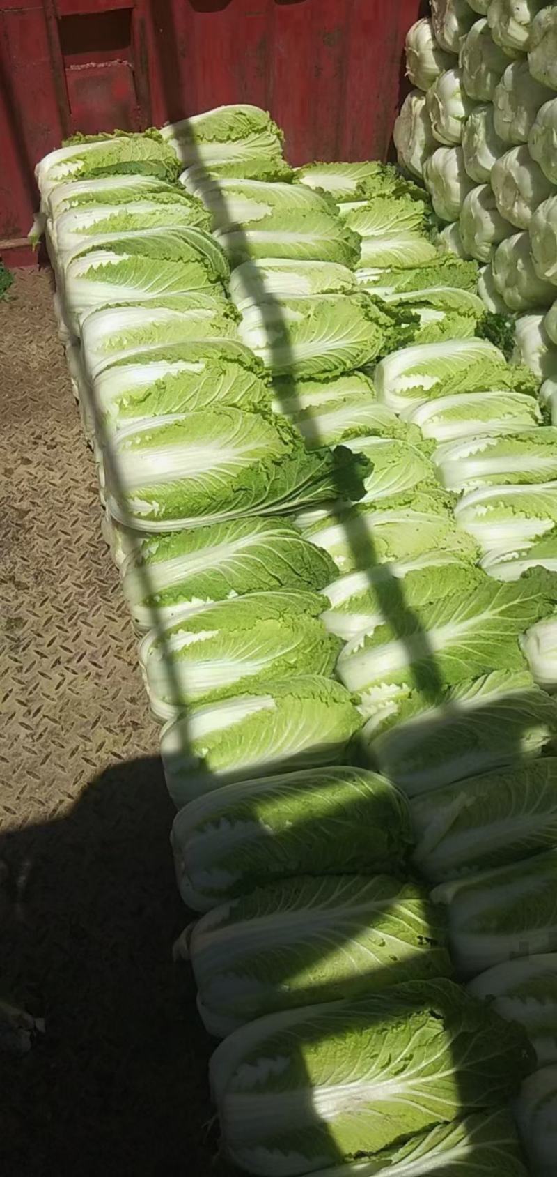 邯郸大白菜精品大白菜玲珑黄高品质可视频看货