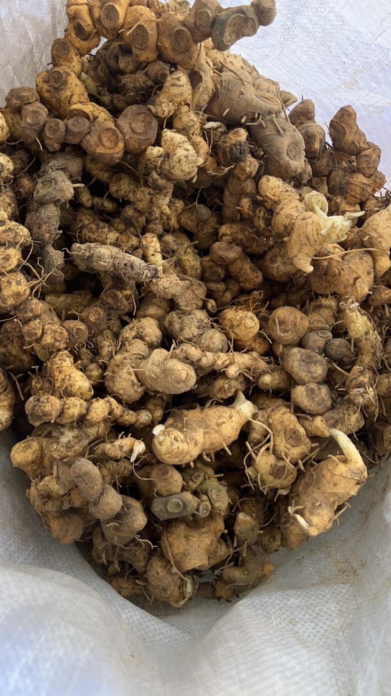 湖南山区野生黄精，下乡收货，一手货源，假一赔十