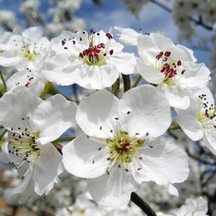 梨花粉批发]鸭梨花粉！雪花梨花粉！大量供应！蜜蜂采粉！常年大量供应