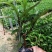 紫花芦莉翠芦莉大量供应芦莉紫花翠芦莉价格