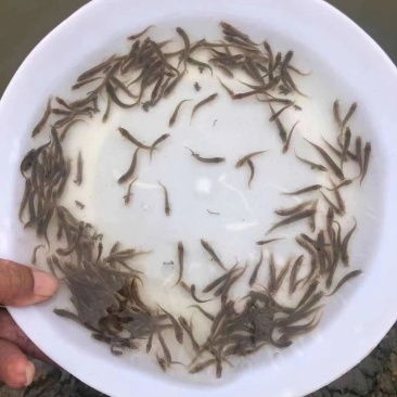 水产四大家鱼水花，泥鳅水花，台湾泥鳅鱼苗，繁殖场直销。