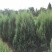 刺柏河南侩柏1米起步至3.5米各种规格标准