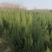 刺柏河南侩柏1米起步至3.5米各种规格标准