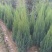 刺柏河南侩柏1米起步至3.5米各种规格标准