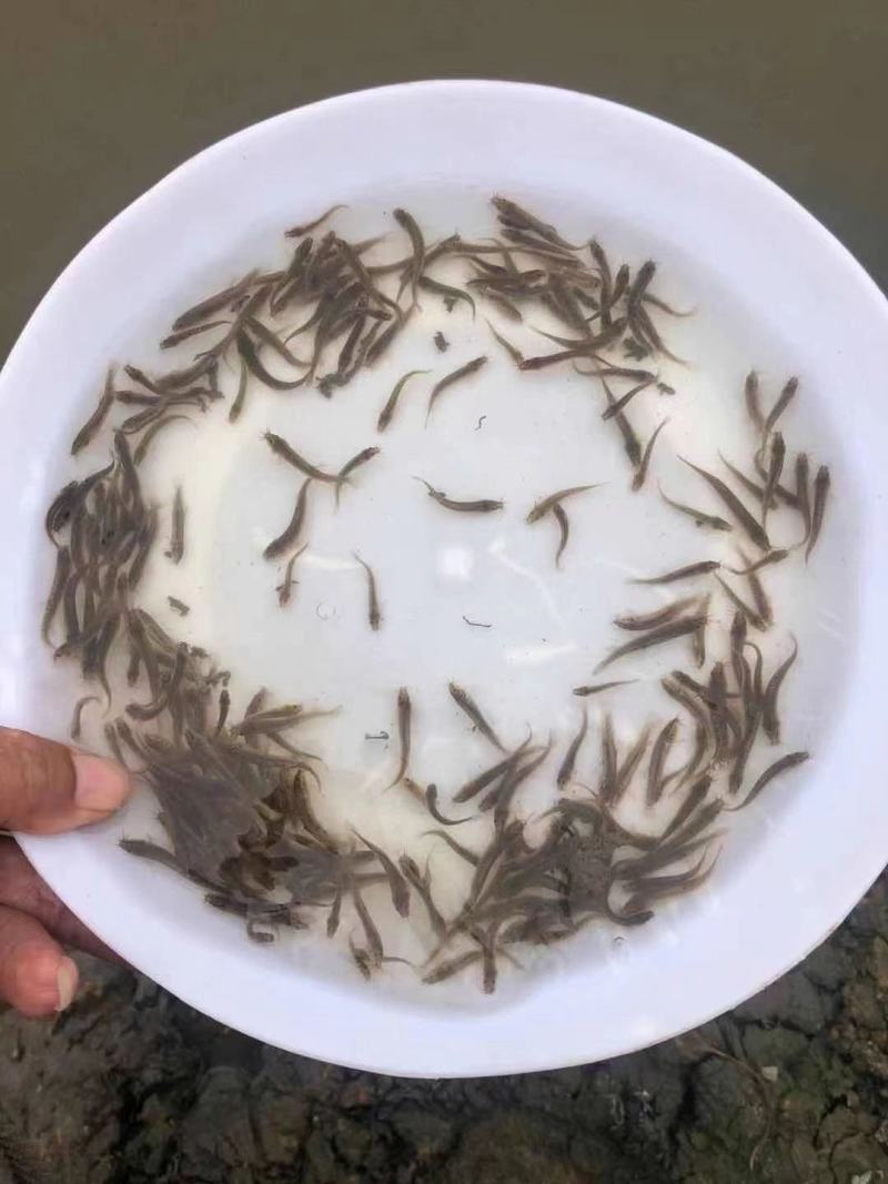 水产四大家鱼水花，泥鳅水花，台湾泥鳅鱼苗，繁殖场直销。