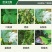 32%苯甲吡唑酯悬浮剂果树柑橘沙皮病火龙果炭蛆病草莓白粉