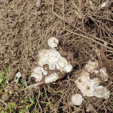 【优选商家】关苍术白茬子苍术鲜货质量好品种好要的联系我