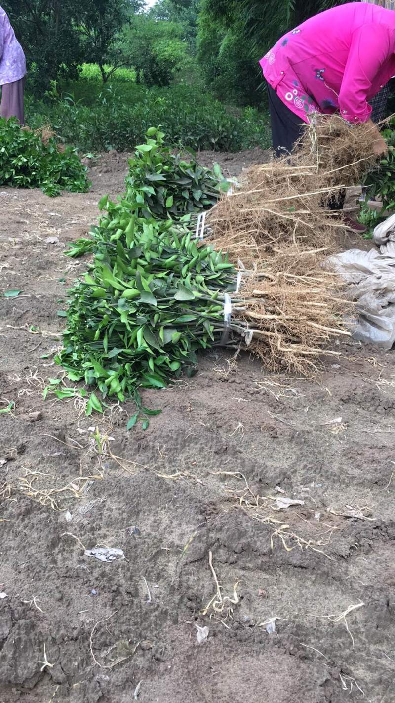 明日见非常好吃的品种