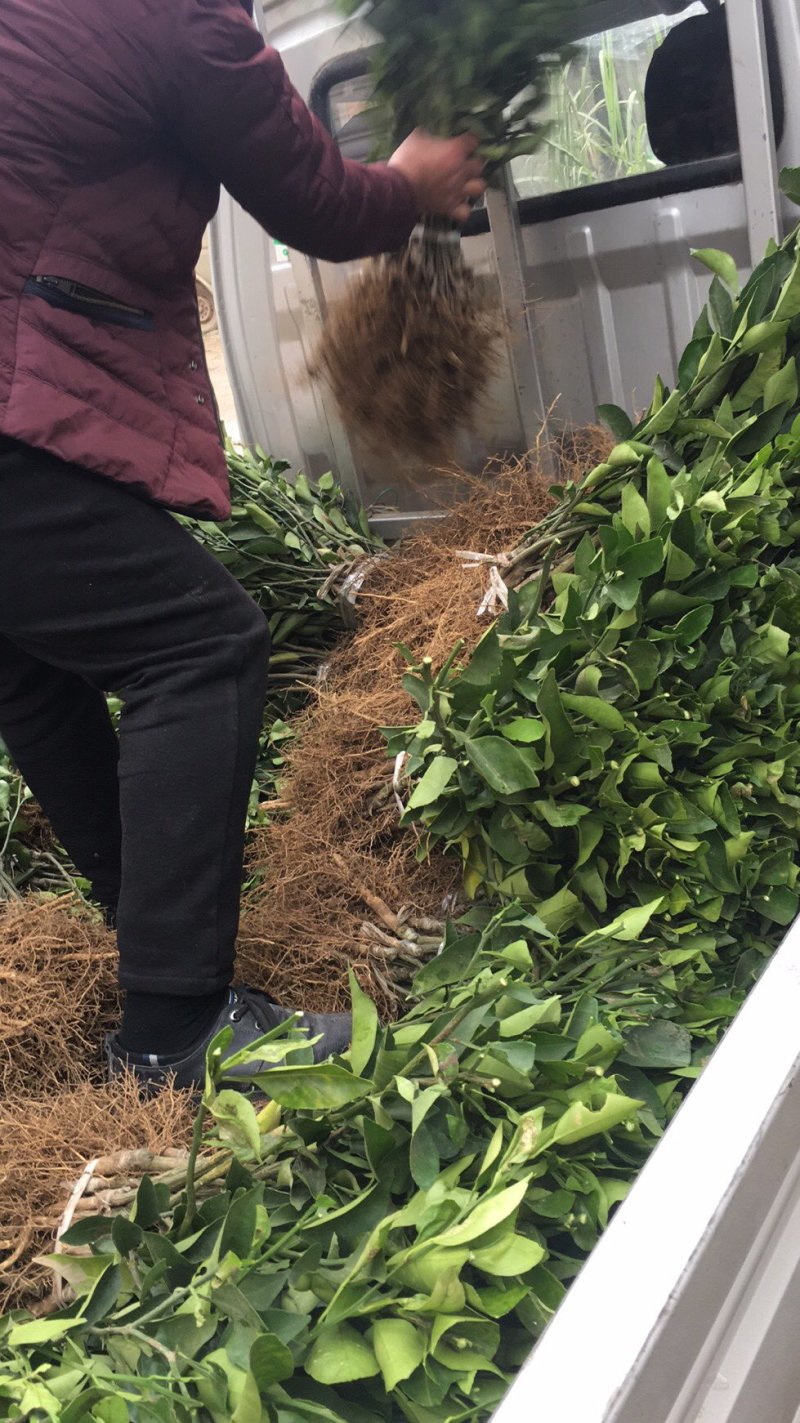 明日见非常好吃的品种