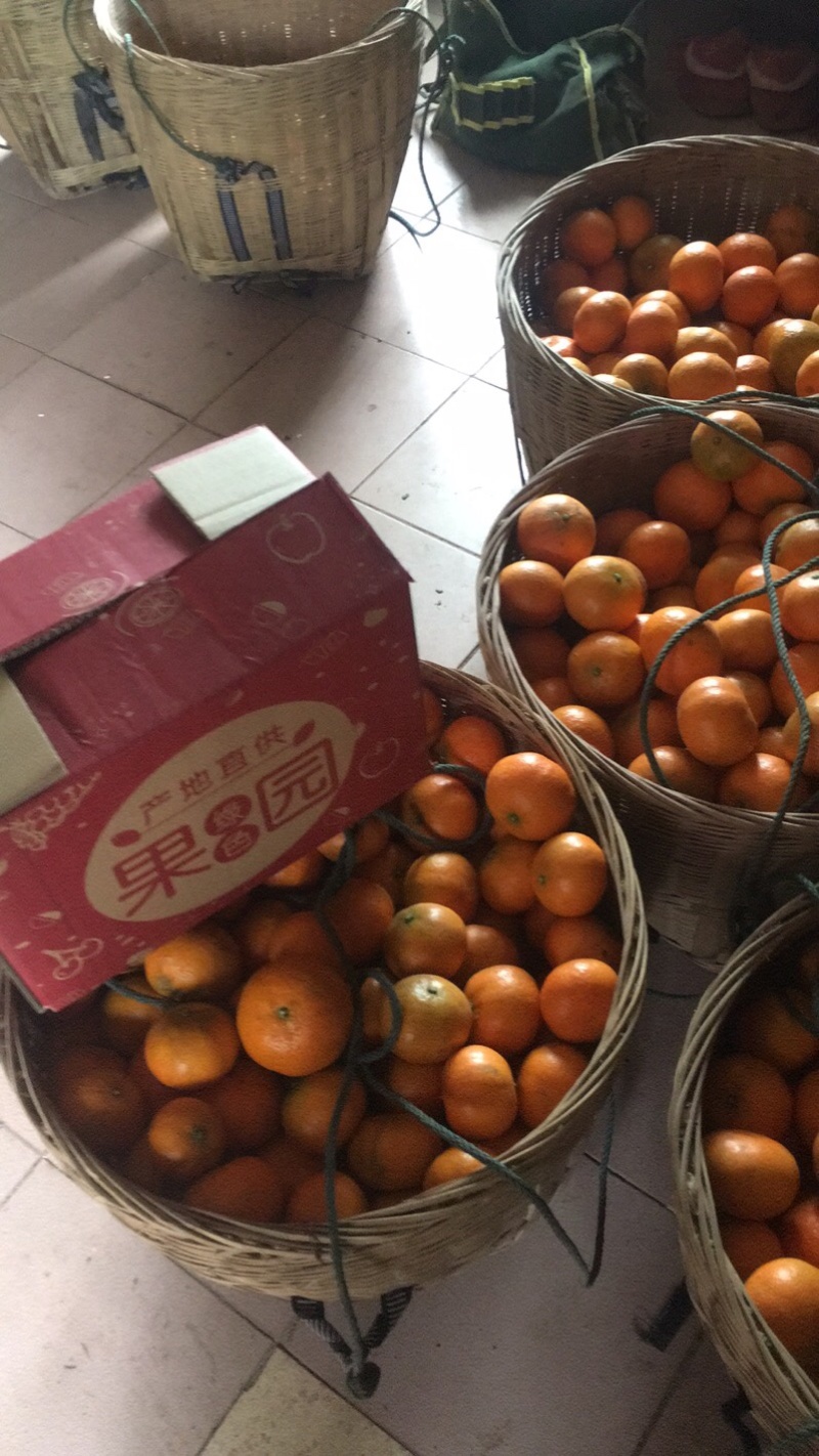 明日见非常好吃的品种