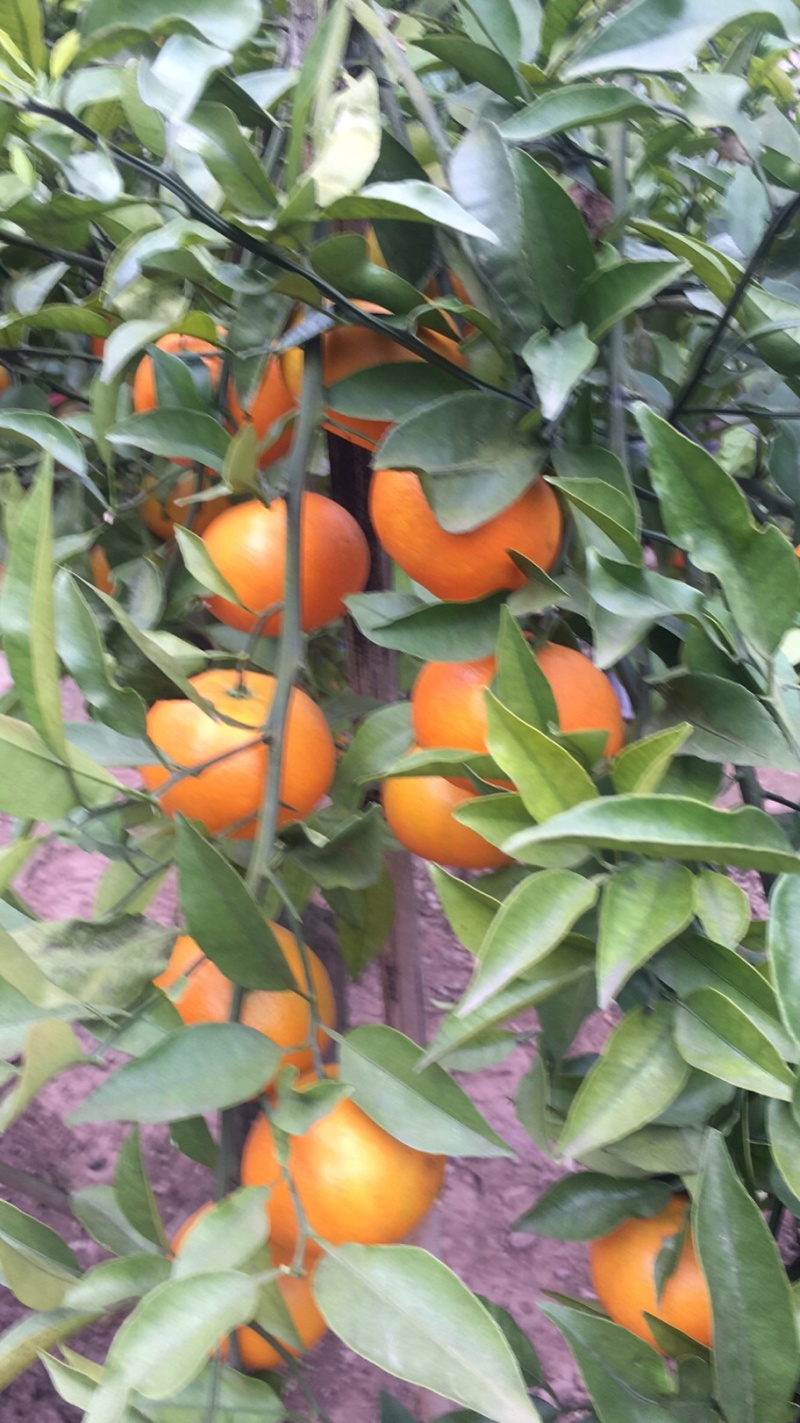 明日见非常好吃的品种