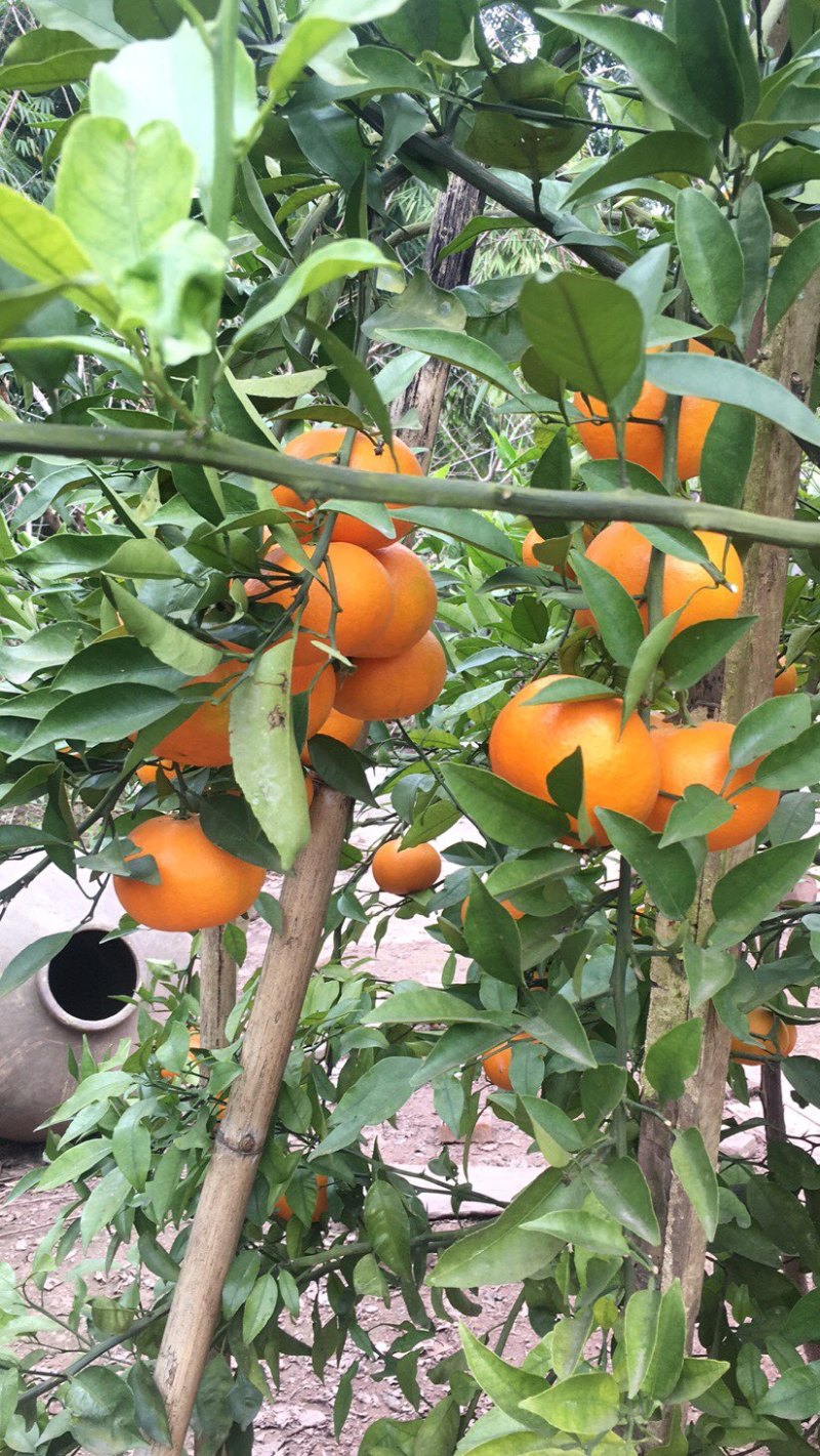 明日见非常好吃的品种