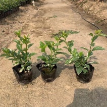 (花叶假连翘)(金边假连翘)基地长期生产，不断货