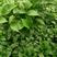 精品绿萝除甲醛净化空气室内植物水培花卉绿植绿箩新房家用