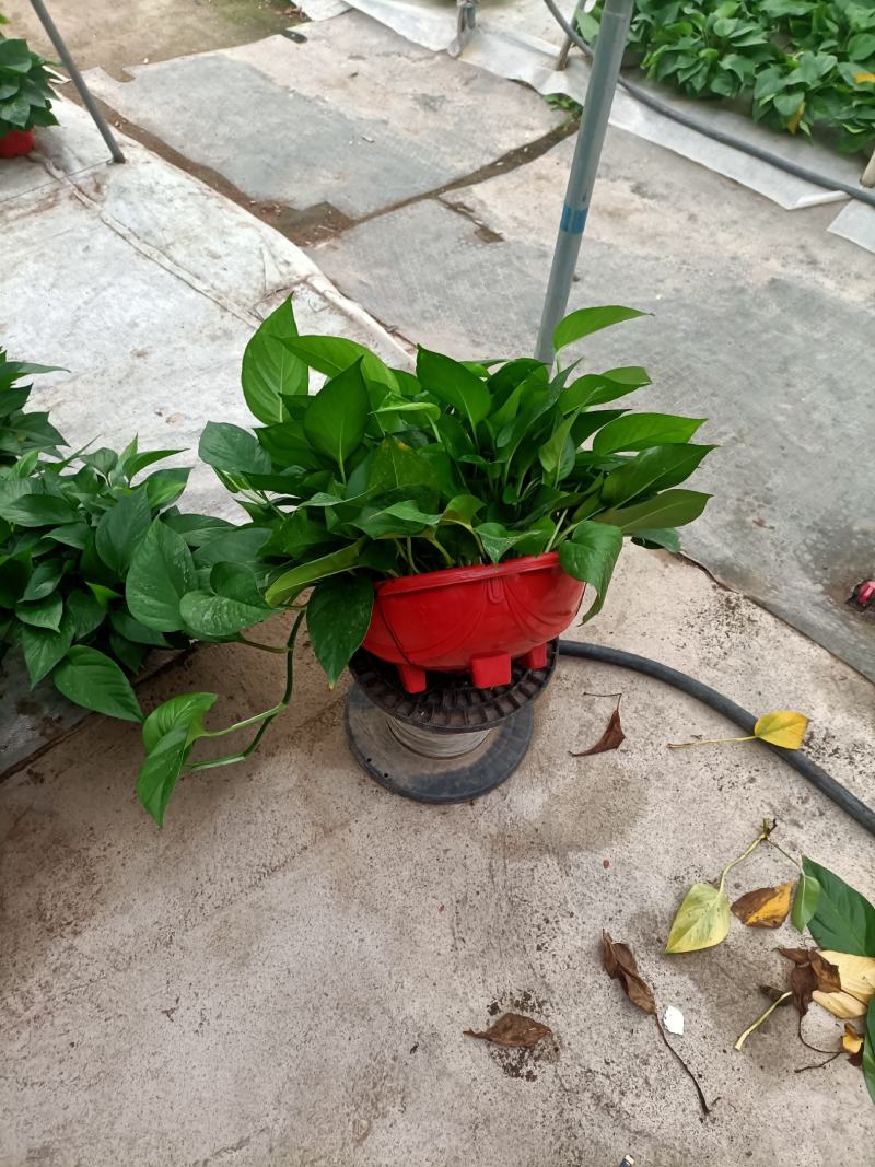 精品绿萝除甲醛净化空气室内植物水培花卉绿植绿箩新房家用