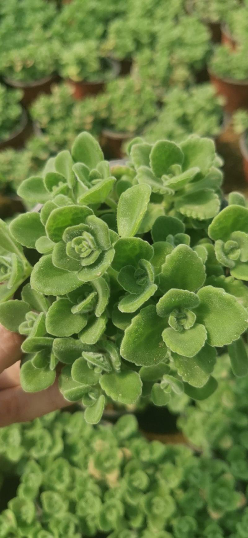 碰碰香，苗圃直发，品质优，价格低欢迎询价