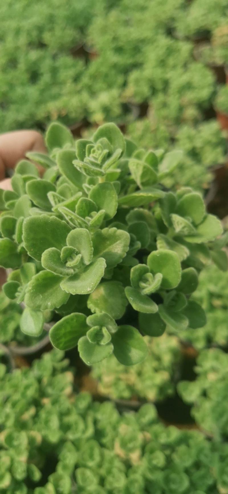 碰碰香，苗圃直发，品质优，价格低欢迎询价
