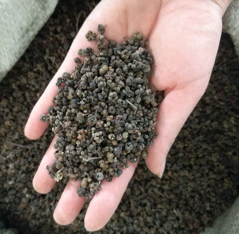 振兴药材批发供应大花吴茱萸规格齐全产地直供一手货源全国发货