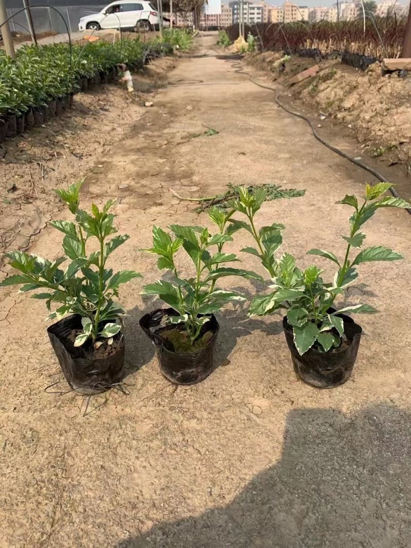 (花叶假连翘)(金边假连翘)基地长期生产，不断货