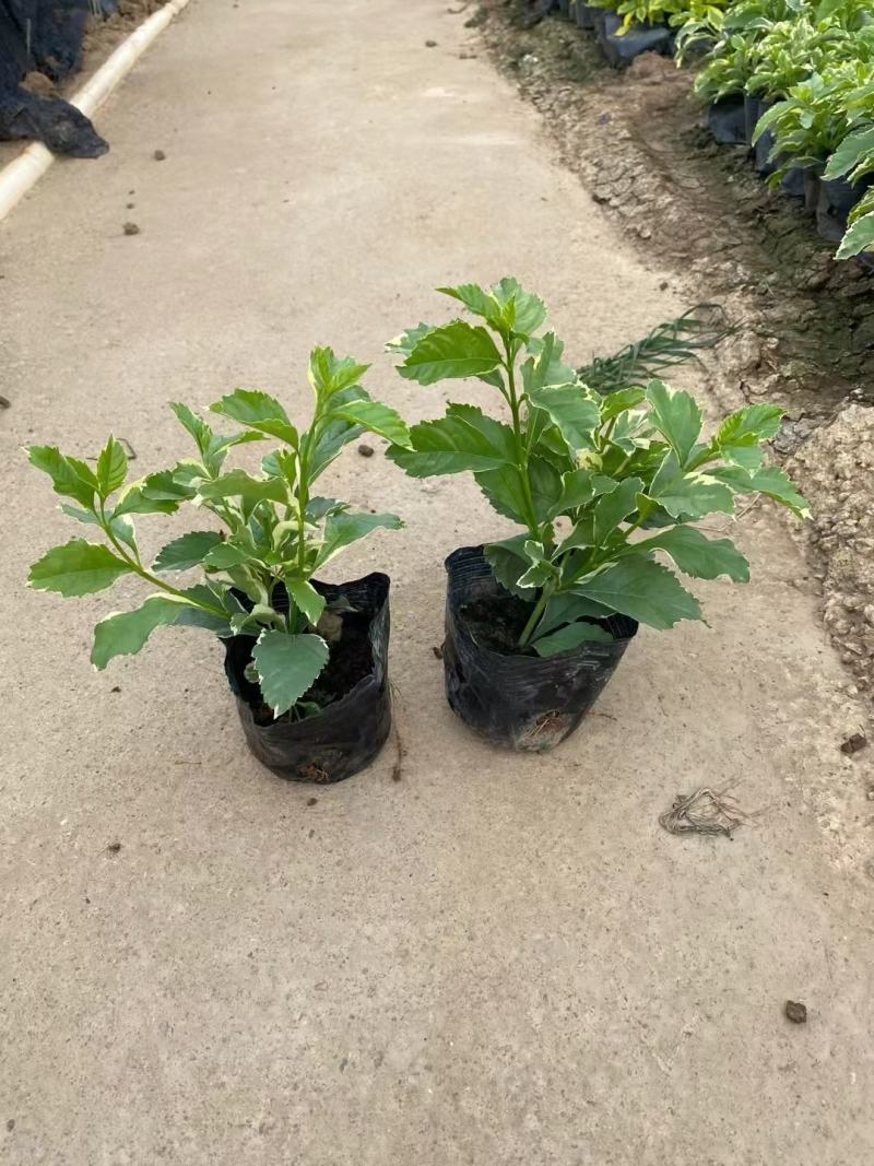 (花叶假连翘)(金边假连翘)基地长期生产，不断货