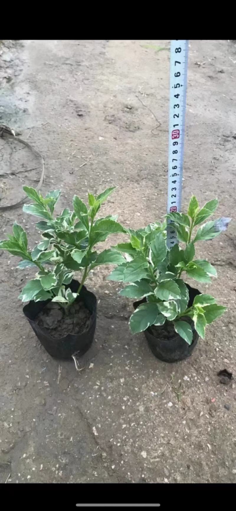 (花叶假连翘)(金边假连翘)基地长期生产，不断货