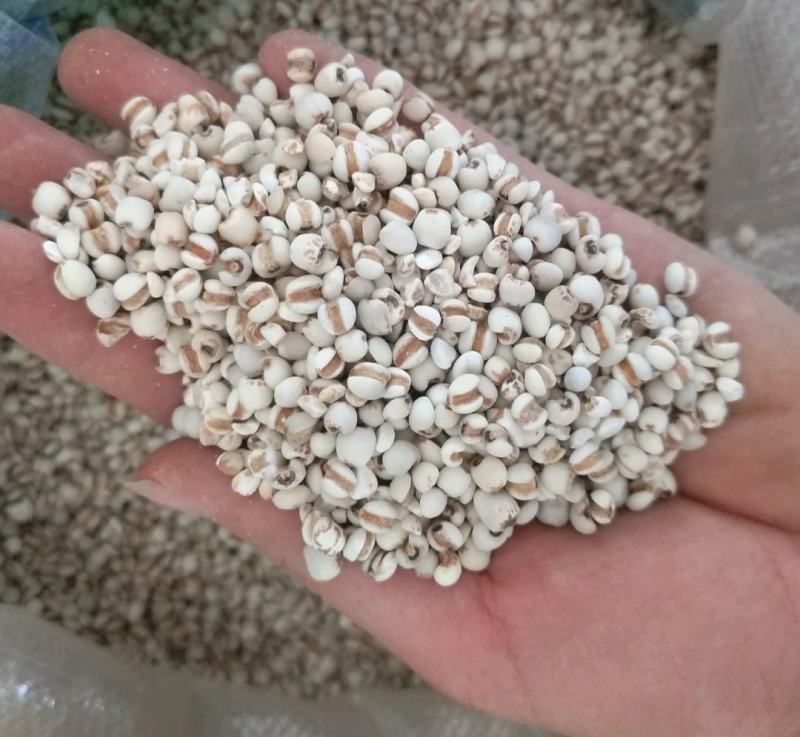 振兴药材批发供应薏苡仁规格齐全产地直供一手货源全国发货