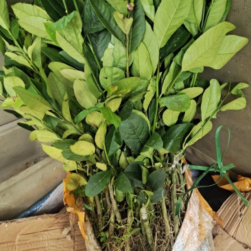 广东香水柠檬嫁接苗
