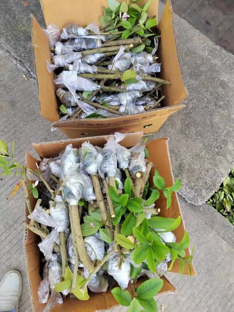 广东香水柠檬嫁接苗