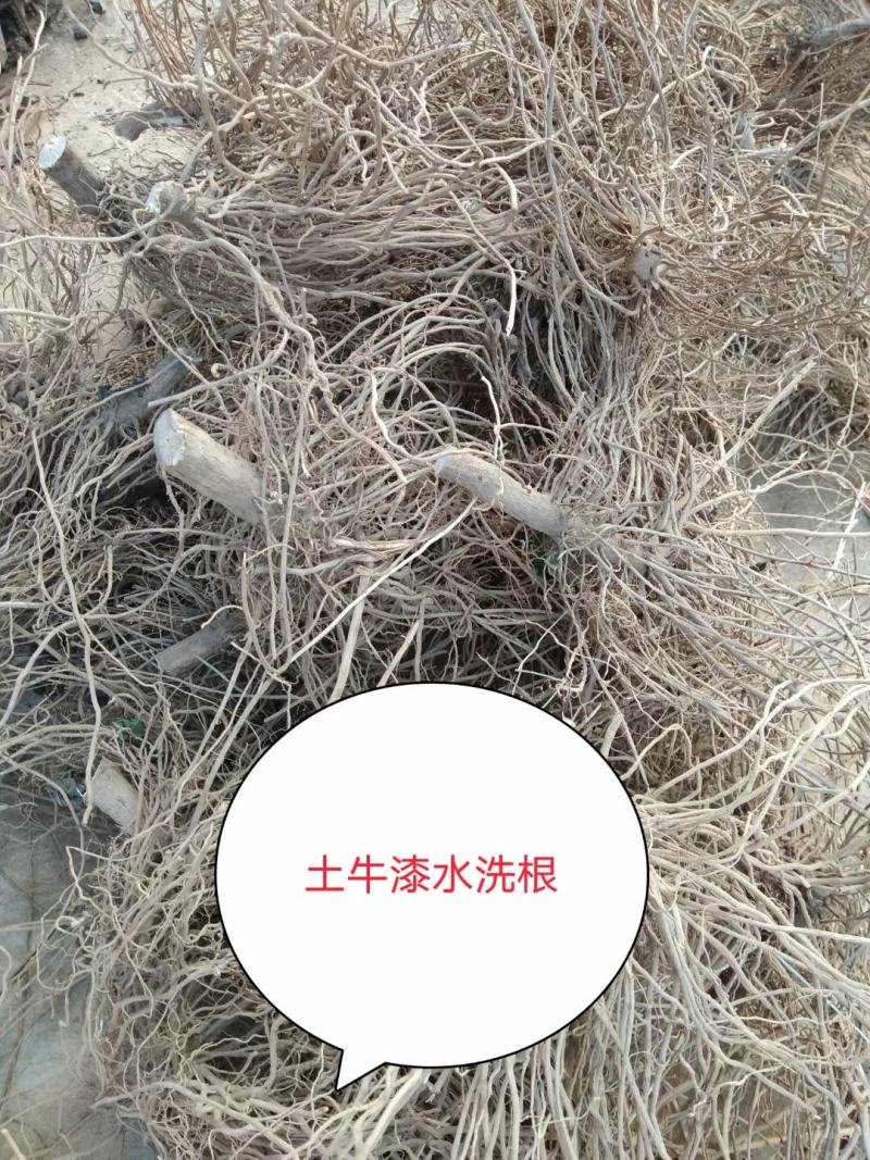 广东土牛漆各种规格有货，颜色漂亮无杂质，足干货大量供应，