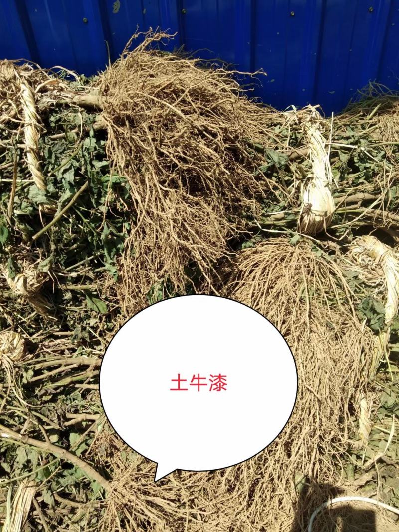 广东土牛漆各种规格有货，颜色漂亮无杂质，足干货大量供应，