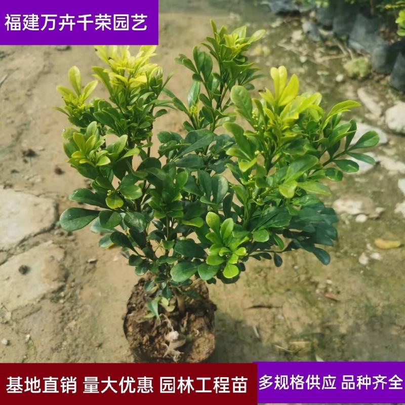 米兰杯苗米仔兰价格福建漳州供应米兰基地批发园林工程苗