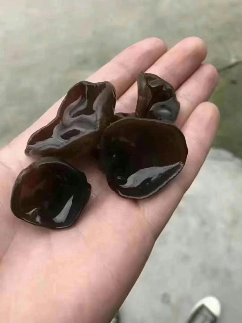 东北小木耳，加重木耳！一件60斤，地摊展会货源批发