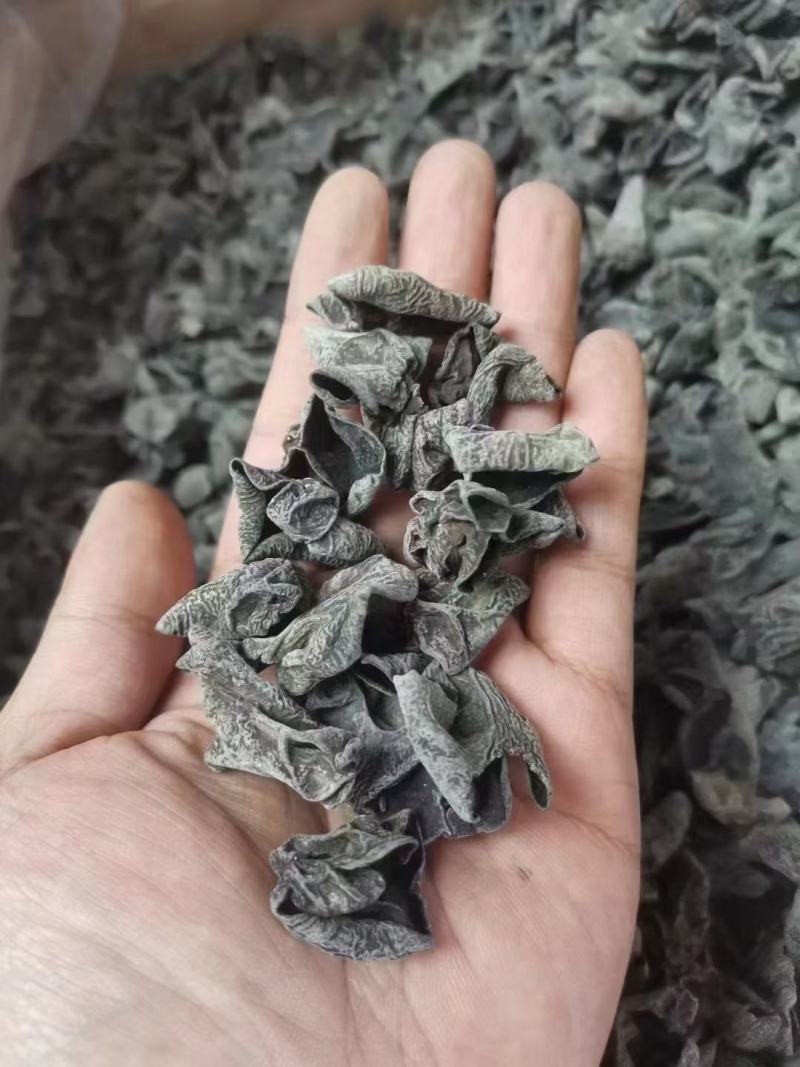 东北小木耳，加重木耳！一件60斤，地摊展会货源批发