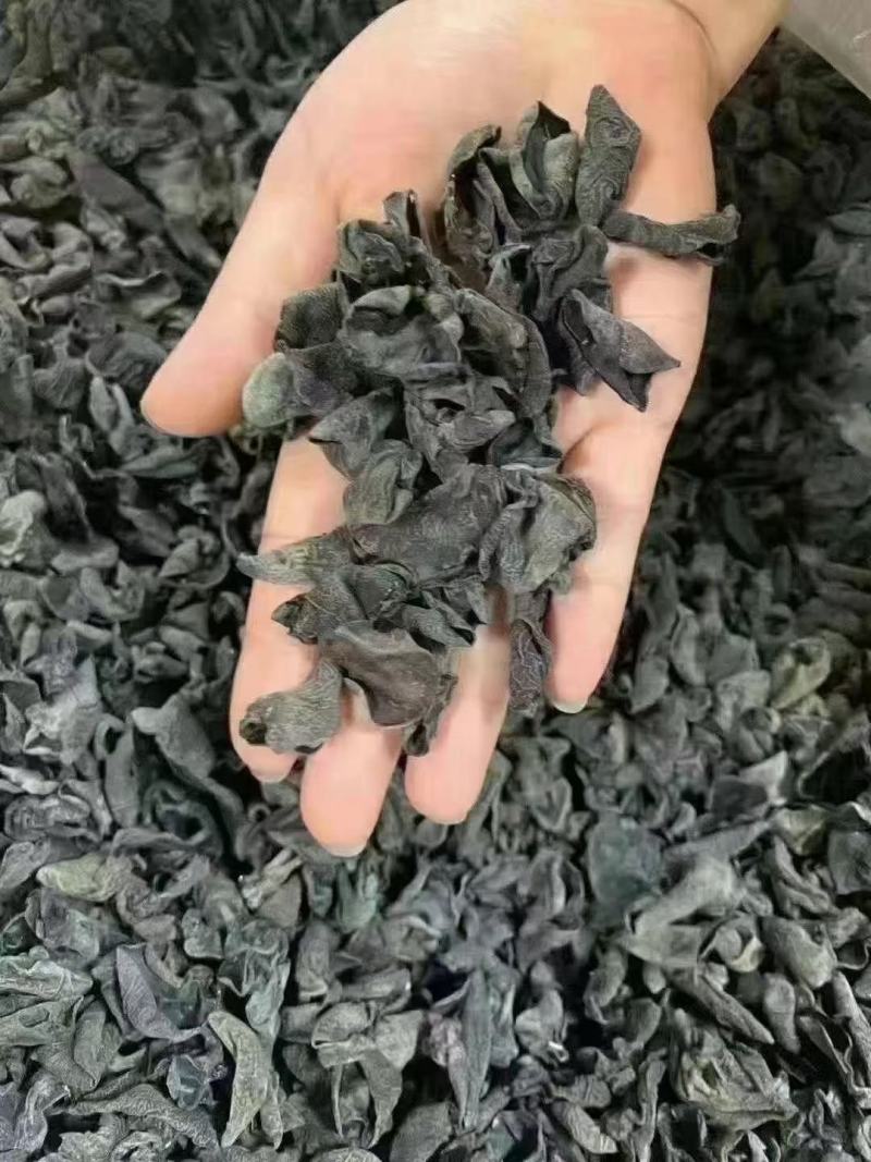 东北小木耳，加重木耳！一件60斤，地摊展会货源批发