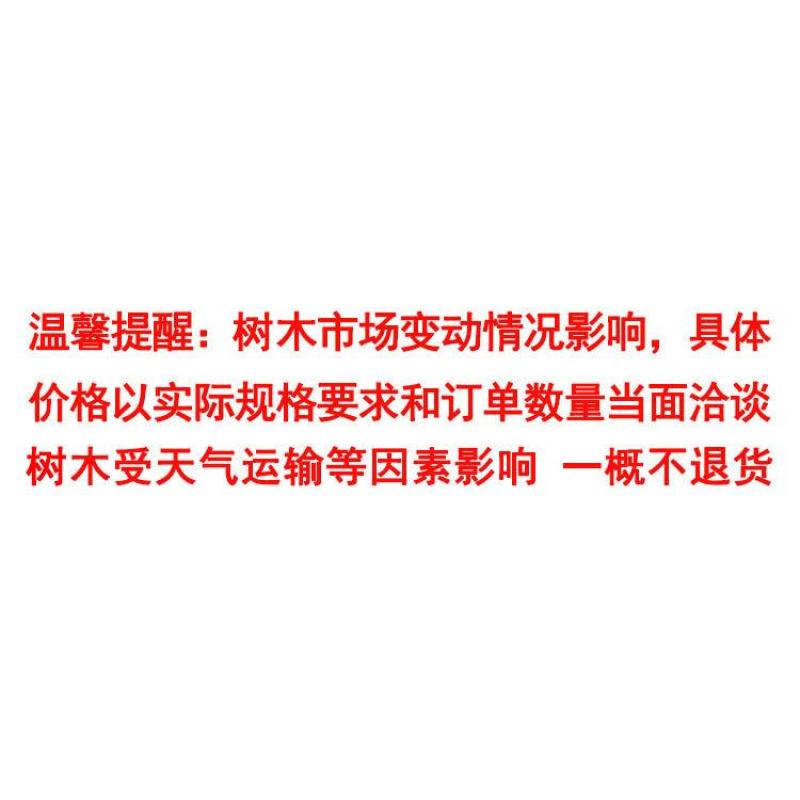 米兰杯苗米仔兰价格福建漳州供应米兰基地批发园林工程苗