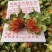 云南红花，泡水喝！送广告布录音优盘说明书！