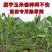 魔芋玉米田套种专用除草剂魔芋除草剂对魔芋玉米安全喷雾不伤