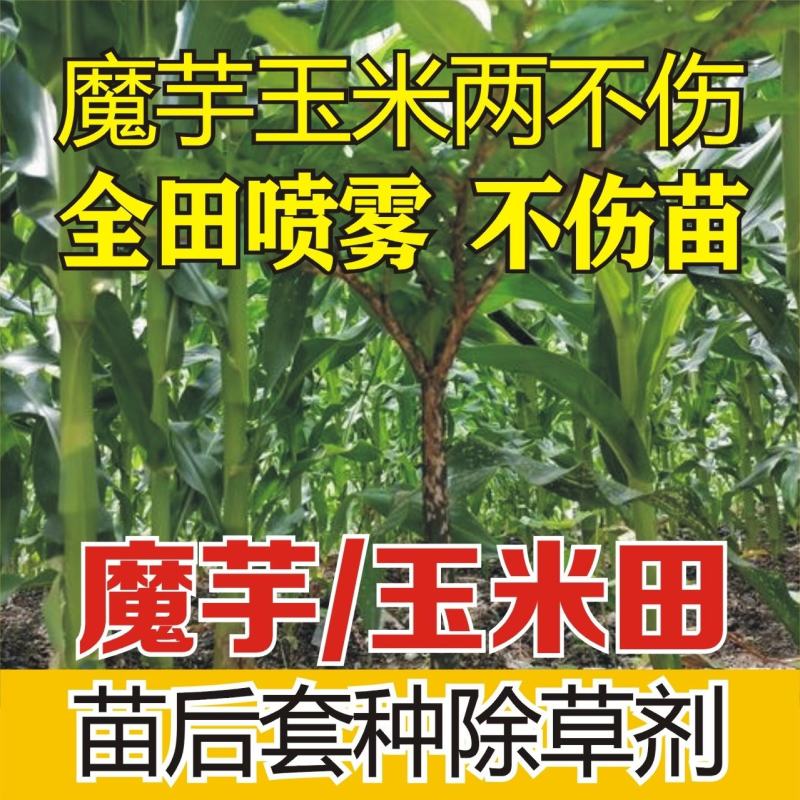 魔芋玉米田套种专用除草剂魔芋除草剂对魔芋玉米安全喷雾不伤
