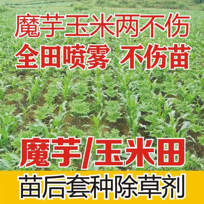 魔芋玉米田套种专用除草剂魔芋除草剂对魔芋玉米安全喷雾不伤
