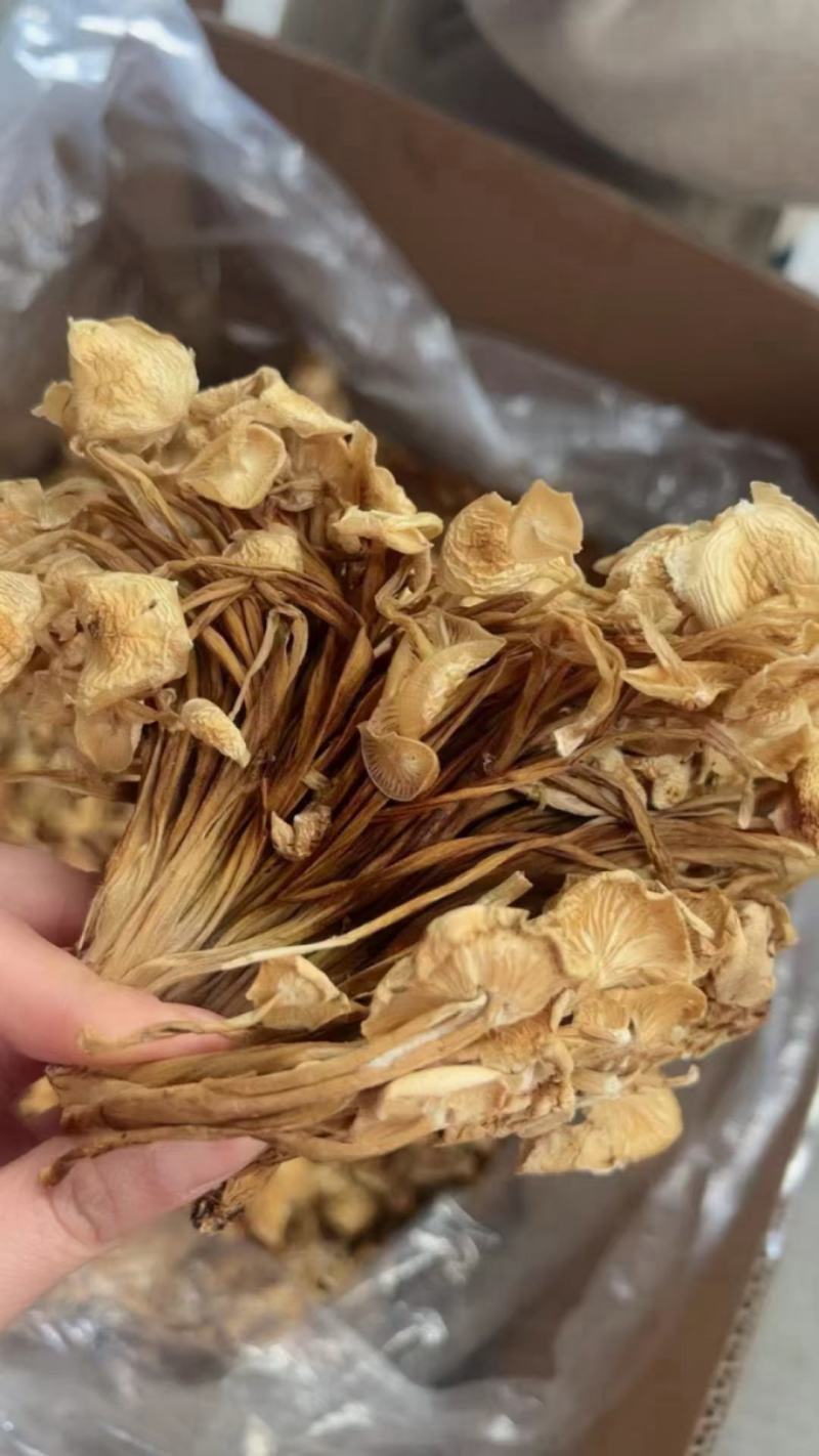 茶树菇，一件40斤装，下单送专用包装袋！适用广泛！