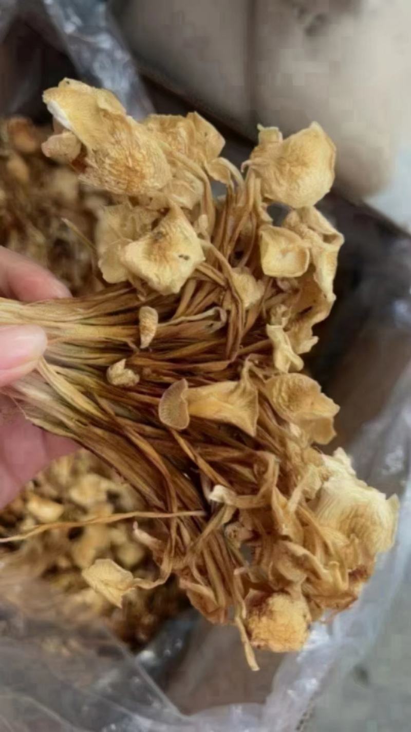 茶树菇，一件40斤装，下单送专用包装袋！适用广泛！