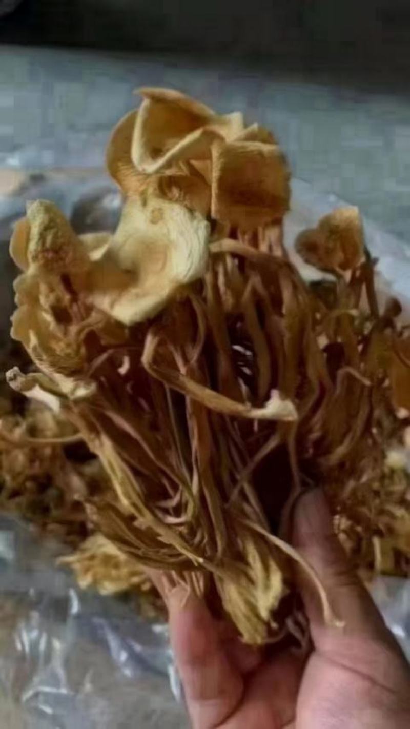 茶树菇，一件40斤装，下单送专用包装袋！适用广泛！